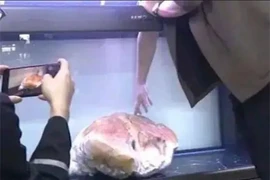 Vớt được tảng thịt khổng lồ, ai ngờ là "báu vật" giá nghìn tỷ đồng