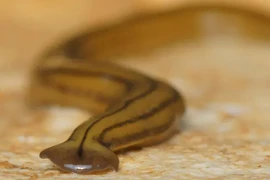 Loài sinh vật kỳ lạ, có khả năng tự "tái sinh" độc đáo