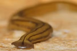 Loài sinh vật kỳ lạ, có khả năng tự "tái sinh" độc đáo