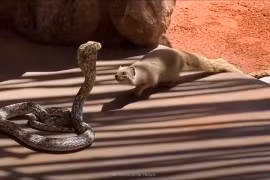 Vì sao cầy mangut là "khắc tinh" của loài rắn?