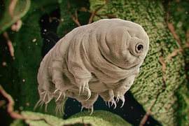 Ảnh phóng đại của loài gấu nước - "sinh vật bất tử”