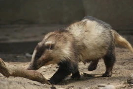 Loài vật có chiếc mũi kỳ lạ, lông thay đổi theo mùa