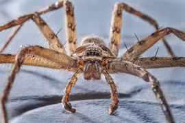 Những sinh vật quái dị khiến người nhìn ám ảnh cả đời