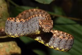 Tận mục loài rắn sắc đẹp “vạn người mê” ở Việt Nam