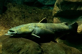 "Quái ngư" dài hơn 1m, ăn thịt cả đồng loại