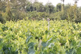 Bất ngờ loại rau mọc dại, xưa bị "ngó lơ" nay "lên đời" thành đặc sản