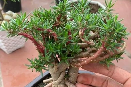 Ngỡ ngàng cây dại mọc đầy đường lên đời thành bonsai hút khách