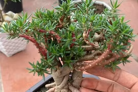 Ngỡ ngàng cây dại mọc đầy đường lên đời thành bonsai hút khách