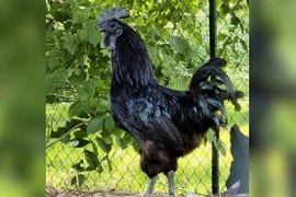 Giống gà quý tộc nghìn USD khiến đại gia “si mê” có gì đặc biệt?