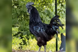 Giống gà quý tộc nghìn USD khiến đại gia “si mê” có gì đặc biệt?