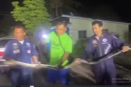 Hoảng hốt thấy "quái thú" khổng lồ dài hơn 4,5 mét ẩn nấp trong ô tô