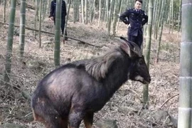 Lão nông leo núi thấy con vật lạ, cảnh sát phong tỏa cả ngôi làng vì...