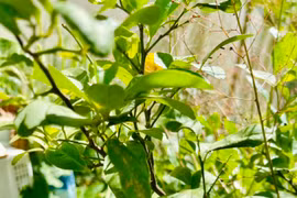 Vườn rau xanh mướt mắt của mẹ ruột Hà Hồ 