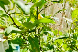 Vườn rau xanh mướt mắt của mẹ ruột Hà Hồ 