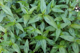 Những loài cây cực lạ thuộc họ Rau răm