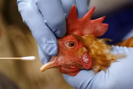 Ca mắc cúm A(H9) đầu tiên ở Việt Nam: 6 cách phòng, chống bệnh