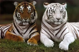 Tử vi tuần mới (29/1 - 4/2): Top 3 con giáp may mắn, thần Tài chiếu mệnh