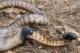 Hổ mang chúa dài 4,5 mét nuốt chửng đồng loại