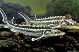 Câu cá, bất ngờ đụng trúng "quái ngư" dài gần 2,5 mét