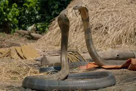 Bị rắn hổ mang phun nọc độc vào mặt, có bị nhiễm độc?