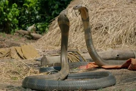 Bị rắn hổ mang phun nọc độc vào mặt, có bị nhiễm độc?