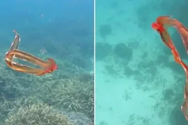 Thủy quái cực hiếm bất ngờ lượn lờ trên mặt biển