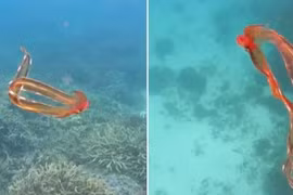 Thủy quái cực hiếm bất ngờ lượn lờ trên mặt biển