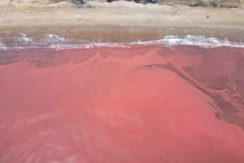 Xác định nguyên nhân khiến nước biển ở Hà Tĩnh chuyển màu đỏ