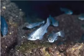 Loài cá hiếm chỉ còn 38 con, sống trong "động quỷ"