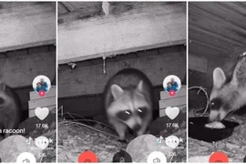 Đang dọn nhà, hốt hoảng thấy sinh vật kỳ lạ nấp dưới sàn