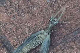 Sinh vật lạ hệt chuồn chuồn "đột biến" quằn quại trên nền gạch