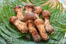 Vì sao nấm tùng nhung cực quý hiếm, đắt đỏ?