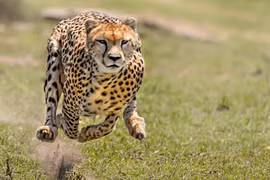 Top 8 "vua tốc độ" trong thế giới động vật