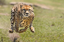 Top 8 "vua tốc độ" trong thế giới động vật