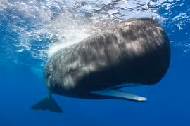 Vô tình nhặt được "vật thể lạ" ở biển, thanh niên chớp mắt đổi đời