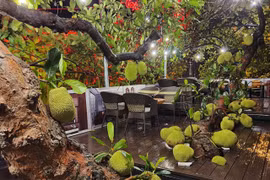 Độc lạ những cây mít quả chi chít không đếm xuể