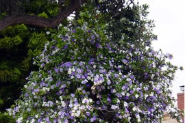 Độc lạ loài hoa đủ 3 màu, hương thơm quyến rũ