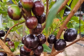 Độc lạ loại nho quả mọc chi chít dọc thân cây, "gây sốt" thị trường