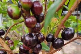 Độc lạ loại nho quả mọc chi chít dọc thân cây, "gây sốt" thị trường