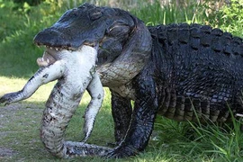 Những loài động vật ăn thịt đồng loại, số 7 đáng sợ nhất