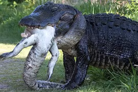 Những loài động vật ăn thịt đồng loại, số 7 đáng sợ nhất