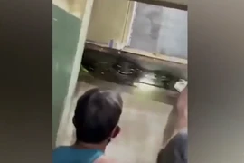 Nghe tiếng động lạ, kiểm tra hoảng hốt thấy trăn "khủng" trốn trong tường