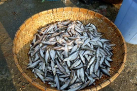 3 loại cá đặc sản trước “rẻ như cho” nay dân phố tranh nhau mua