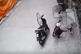 Đi xe máy trộm gà chọi giữa ban ngày ở Phú Thọ