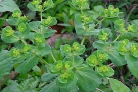 Loại cỏ dại ven đường, người Việt phơi khô bán giá thần dược