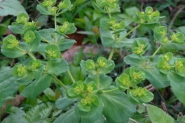 Loại cỏ dại ven đường, người Việt phơi khô bán giá thần dược