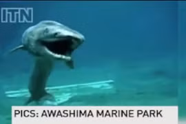 Sốc nặng bắt được cá mập thời tiền sử cực hiếm