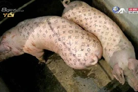 Lợn xăm mình giá gần 2 tỷ đồng độc nhất thế giới