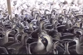 Mục sở thị trang trại trăm tỷ đồng của “ông vua vịt trời“