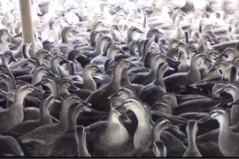 Mục sở thị trang trại trăm tỷ đồng của “ông vua vịt trời“